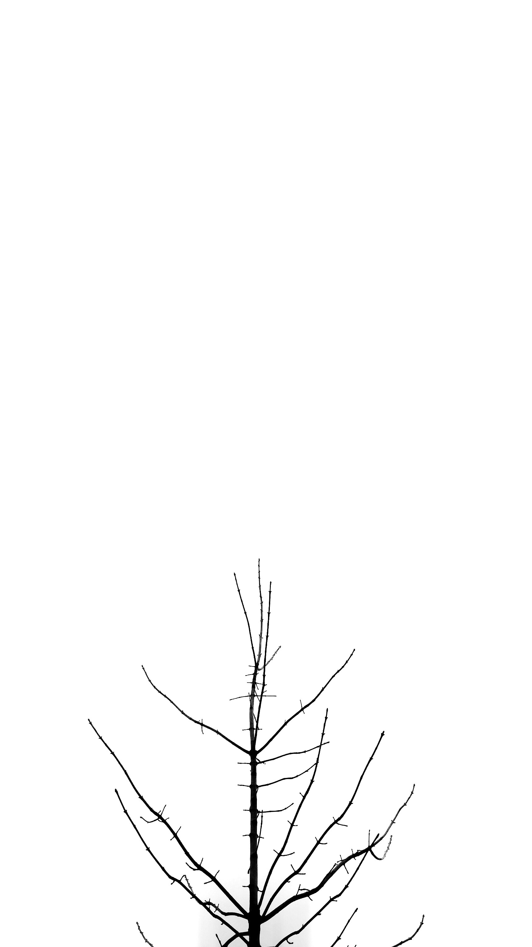 1717x3052 Free Images Branch, Twig, Sketch, Drawing, Shape, Line Art - Sketch Branch