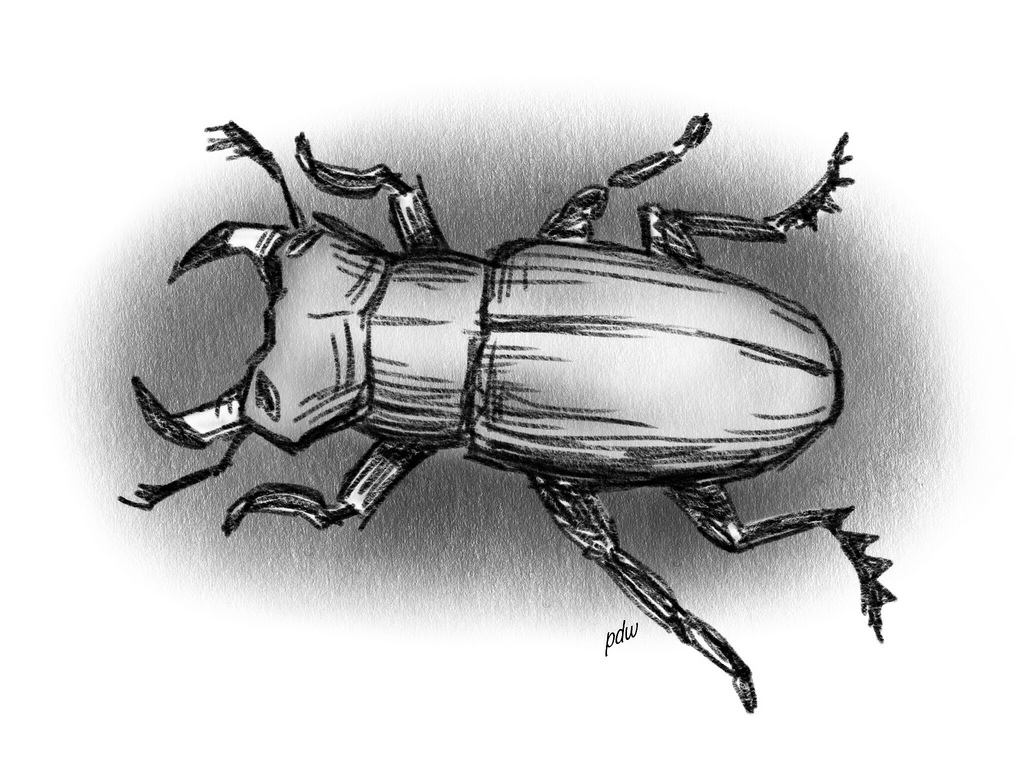 1024x768 Bug Sketch Pdw Art - Sketch Bug