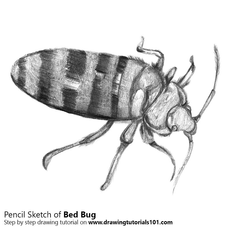 800x800 Bed Bug Pencil Drawing - Sketch Bug