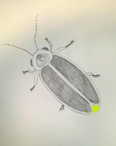 458x576 Lightning Bug Sketch - Sketch Bug