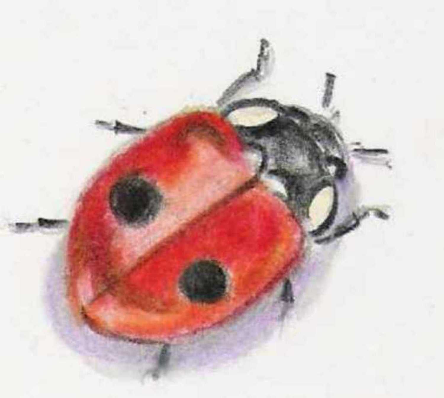 1500x1343 Sketch Book Journals - Sketch Bug