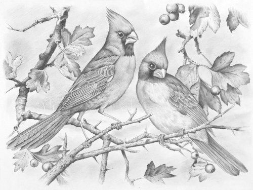 500x375 Reeves Red Cardinal Birds Sketching Sketch By Numbers Set Drawing - Sketch By Numbers