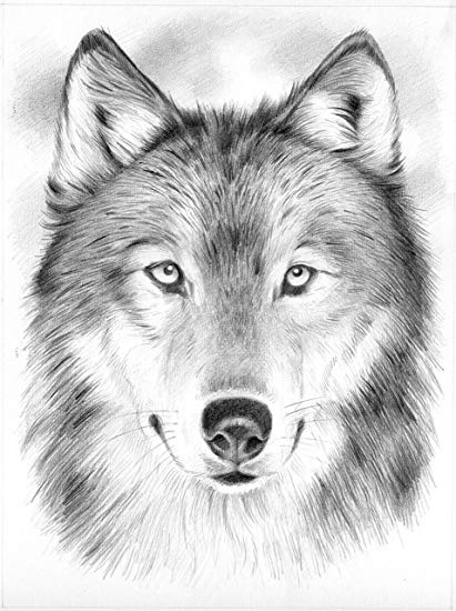 411x550 Reeves Wolf Sketching By Numbers, Medium Arts, Crafts - Sketch By Numbers