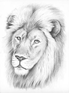 224x300 Colart Ppskm1 Reeves Medium Sketching By Numbers Lion 691161215626 - Sketch By Numbers
