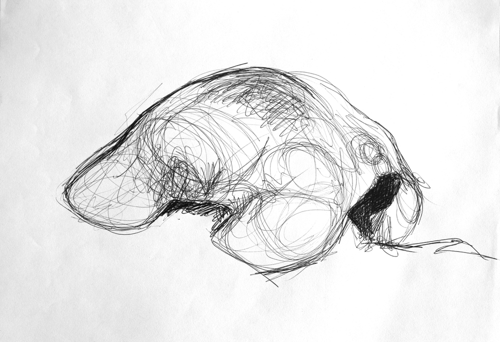 1000x684 Drawing Amelia C. Young - Sketch C