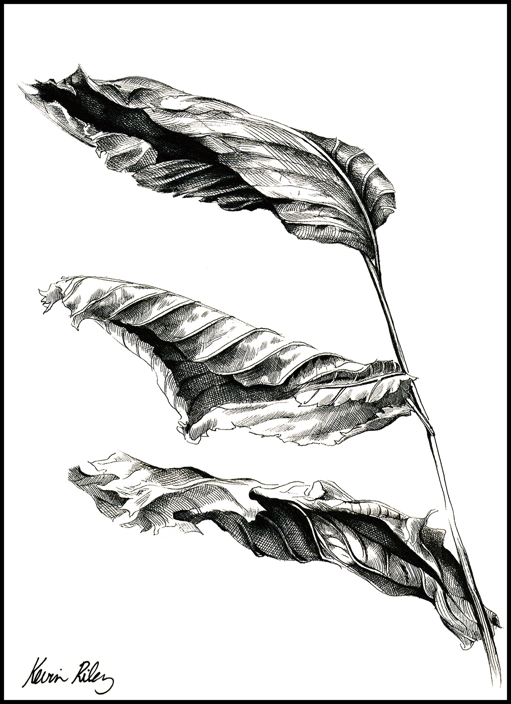 1000x1376 Life Of A Dead Leaf - Sketch C