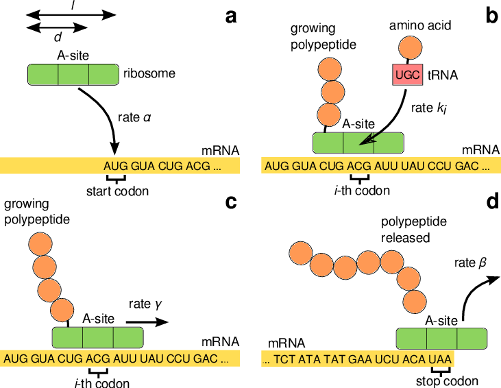 731x566 Sketch Of The Mrna Translation Process Involving Initiation (A - Sketch C