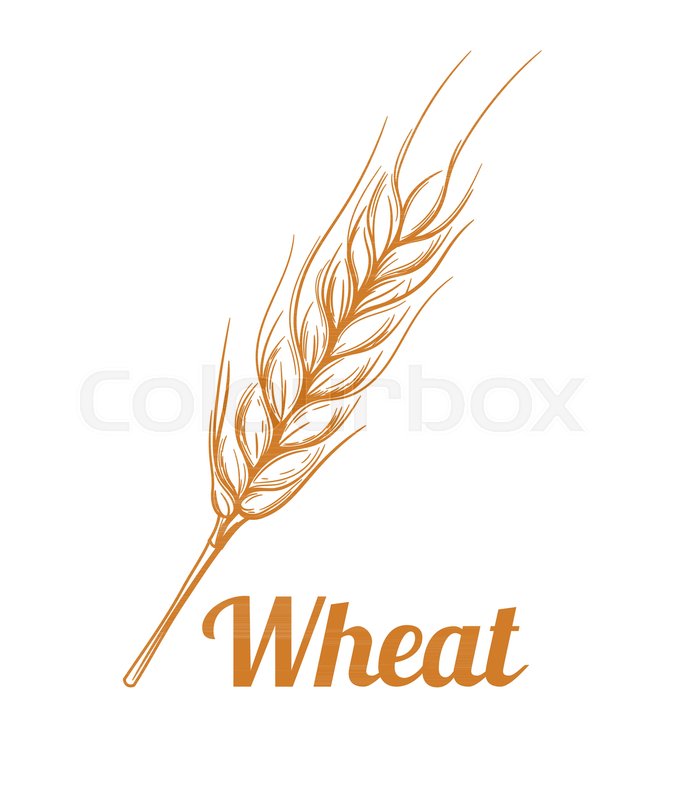678x800 Hand Drawn Cereal Crops Sketches. Gluten Food Ingredient Engraving - Sketch Crop
