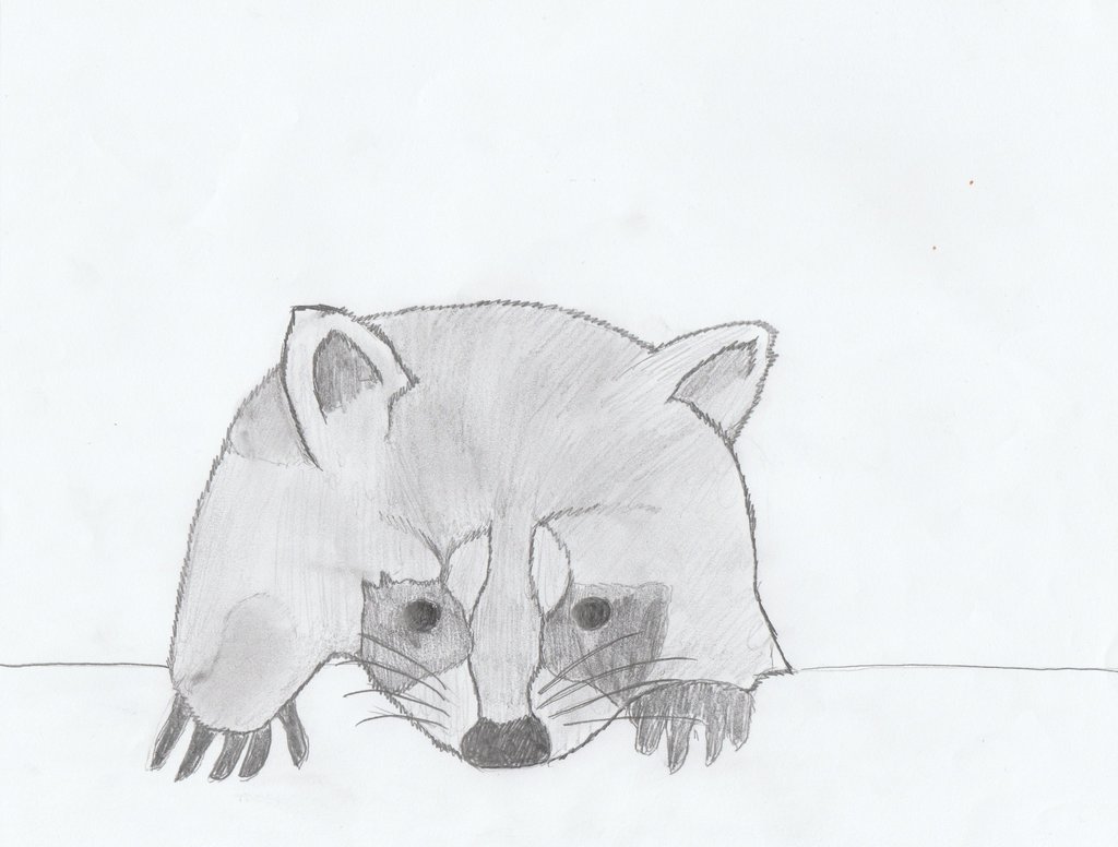 1024x776 Raccoon Drawing I Did For Sketch Daily On Reddit By Xsoulhunter97 - Sketch Daily Reddit