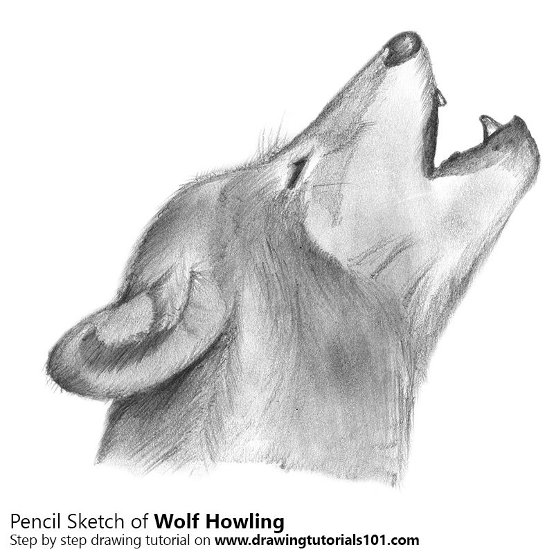 800x800 How To Draw A Wolf Howling Wolf Howling Pencil Drawing How To - Sketch Drawing