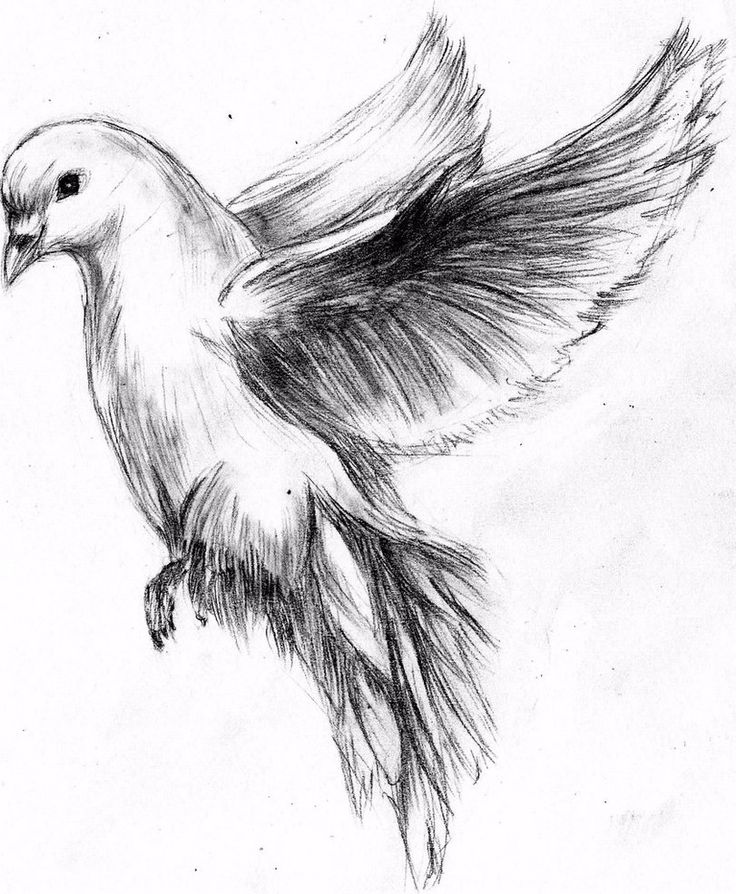 736x894 Flying Dove Pencil Drawing - Sketch Drawing Picture