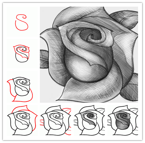 502x497 Wonderful Idea For Drawing A Beautiful Rose Art Exercises - Sketch Drawing Step By Step