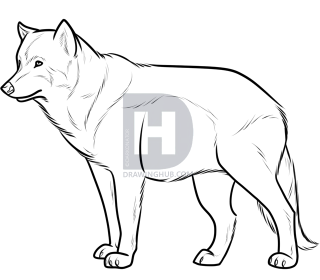 640x560 Realistic Wolf Sketch Drawing Tutorial, Step By Step, Drawing - Sketch Drawing Tutorial