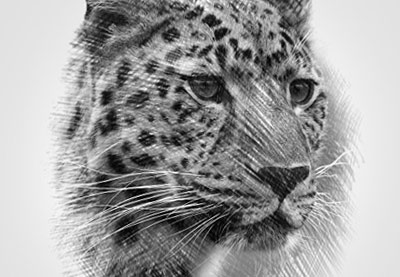 400x277 Photoshop In 60 Seconds How To Create An Easy Sketch Effect With - Sketch Effect