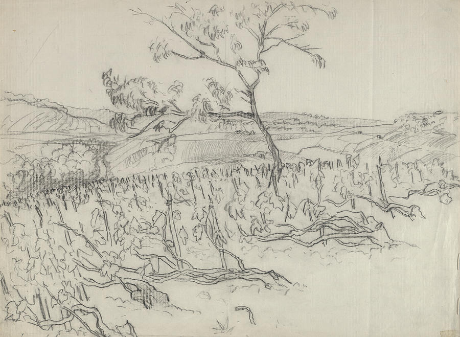 900x659 Sketch Of Vineyard Digital Art By Carl Oscar August Erickson - Sketch Erickson