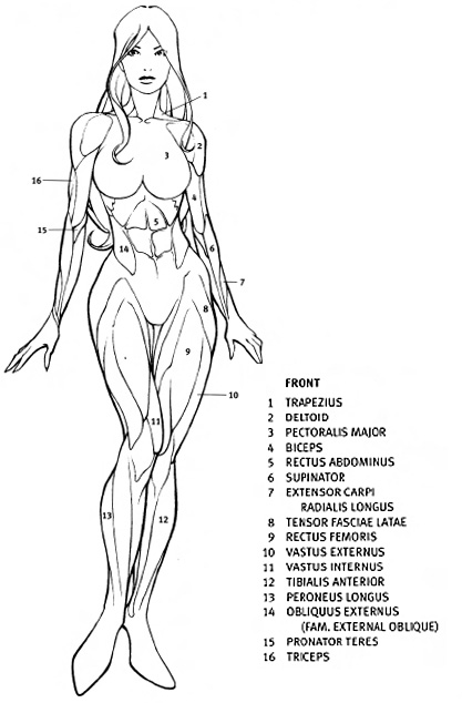 417x634 How To Draw Female Anatomy Online Drawing Lessons - Sketch Female Form