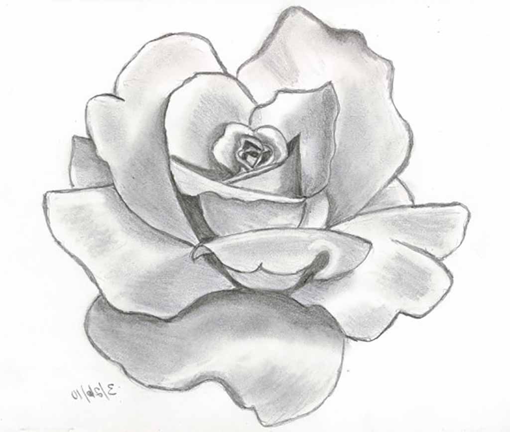 1024x869 Flower Sketch - Sketch Flower Pictures