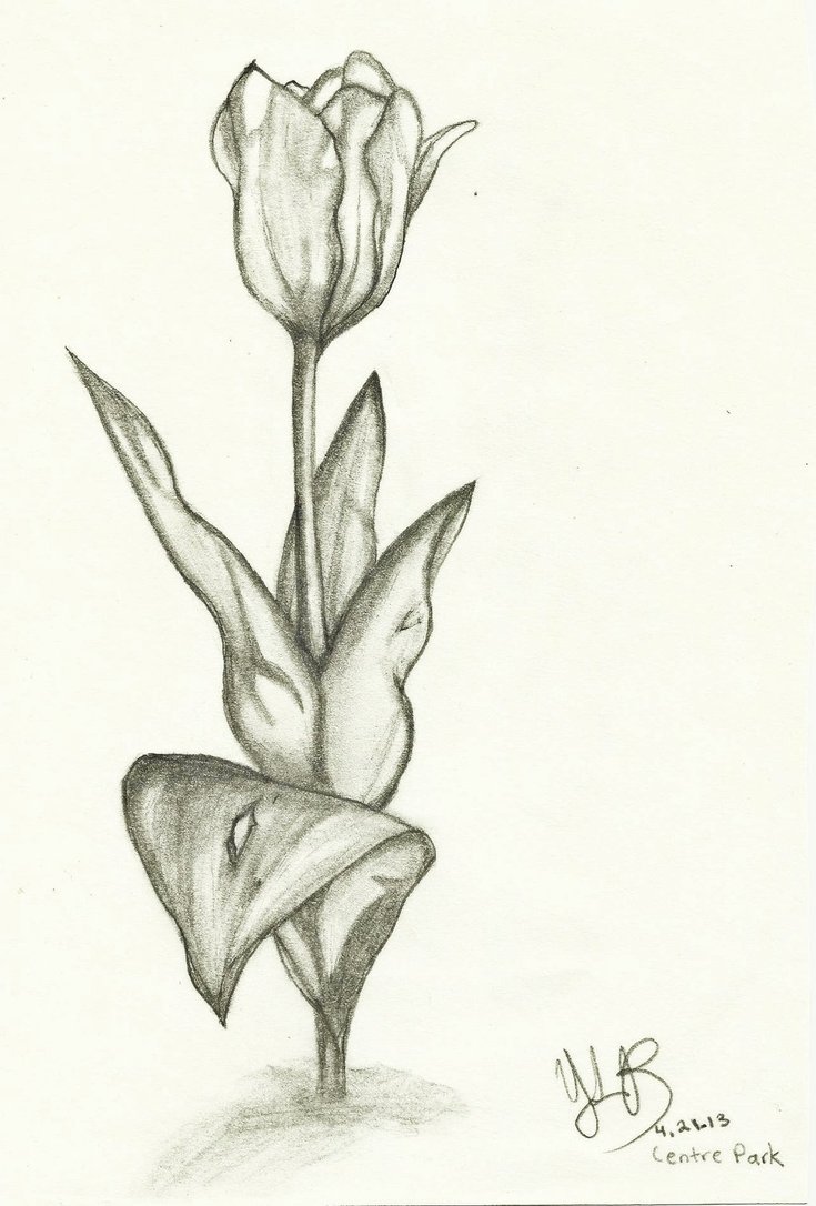 735x1086 Flower Sketch By Verseapetrova - Sketch Flower Pictures