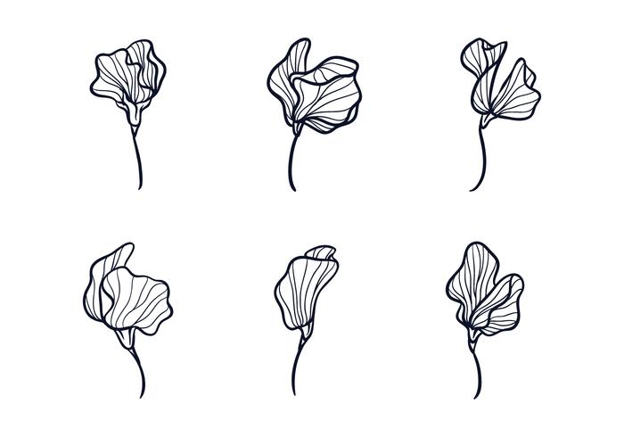 700x490 Sweet Pea Flower Sketch - Sketch Flower Pictures