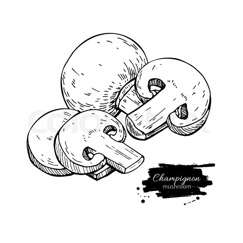 800x800 Champignon Mushroom Hand Drawn Vector Illustration. Sketch Food - Sketch Food