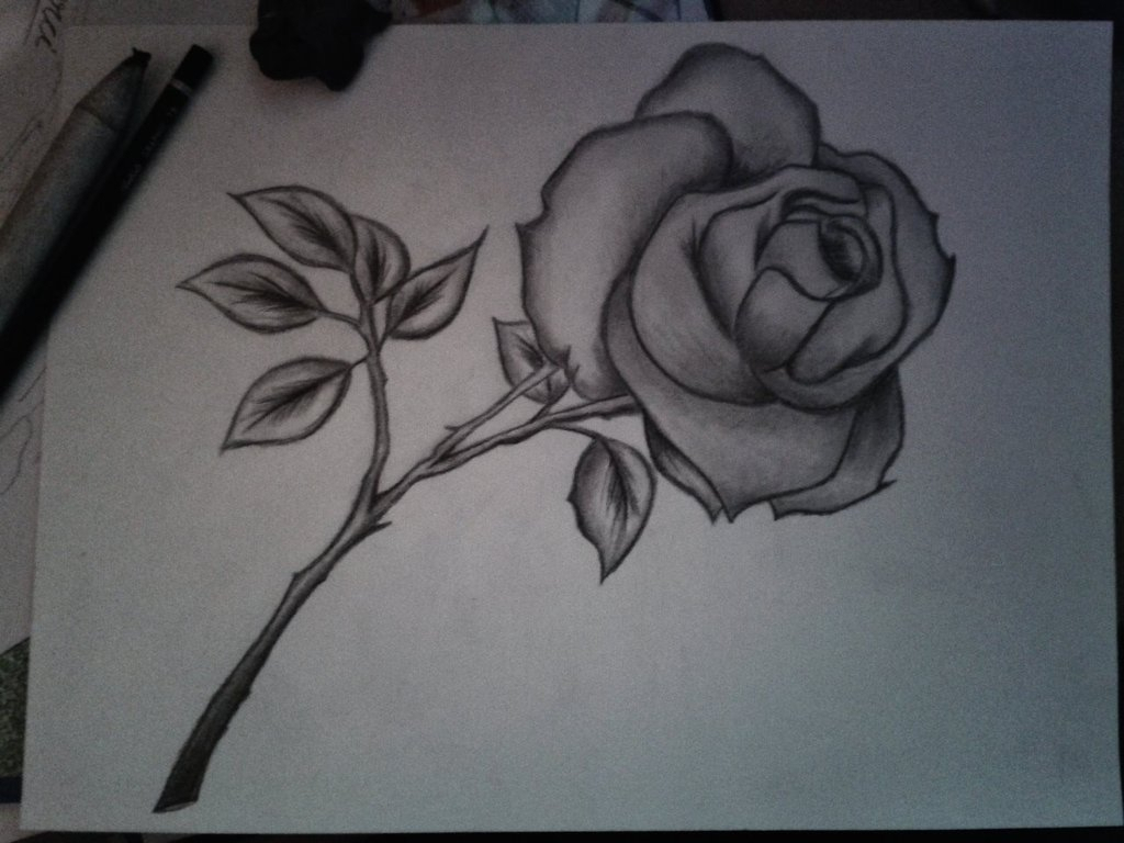 1024x768 Hd Pictures For Flower In Pencil Drawing Pencil Flower Drawings - Sketch For Flowers