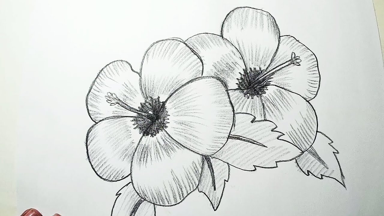 Рисунок цветов простым карандашом. Цветы карандашом. Нарисовать цветы карандашом. Рисунки цветов для срисовки. Цветы карандашом для срисовки.