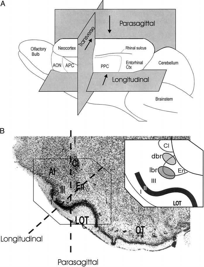 698x914 Different Planes Of Section Of Piriform Cortex (Pc) Slices. A A - Sketch For Pc