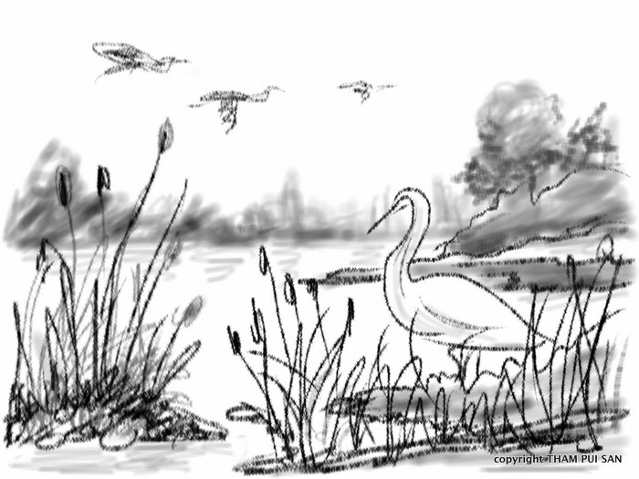 700x525 Sketches For My Students Art In Wetlands - Sketch For Students