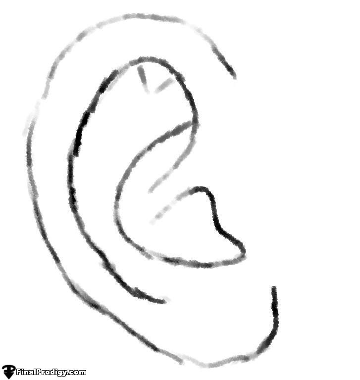 727x768 How To Sketch An Ear - Sketch G