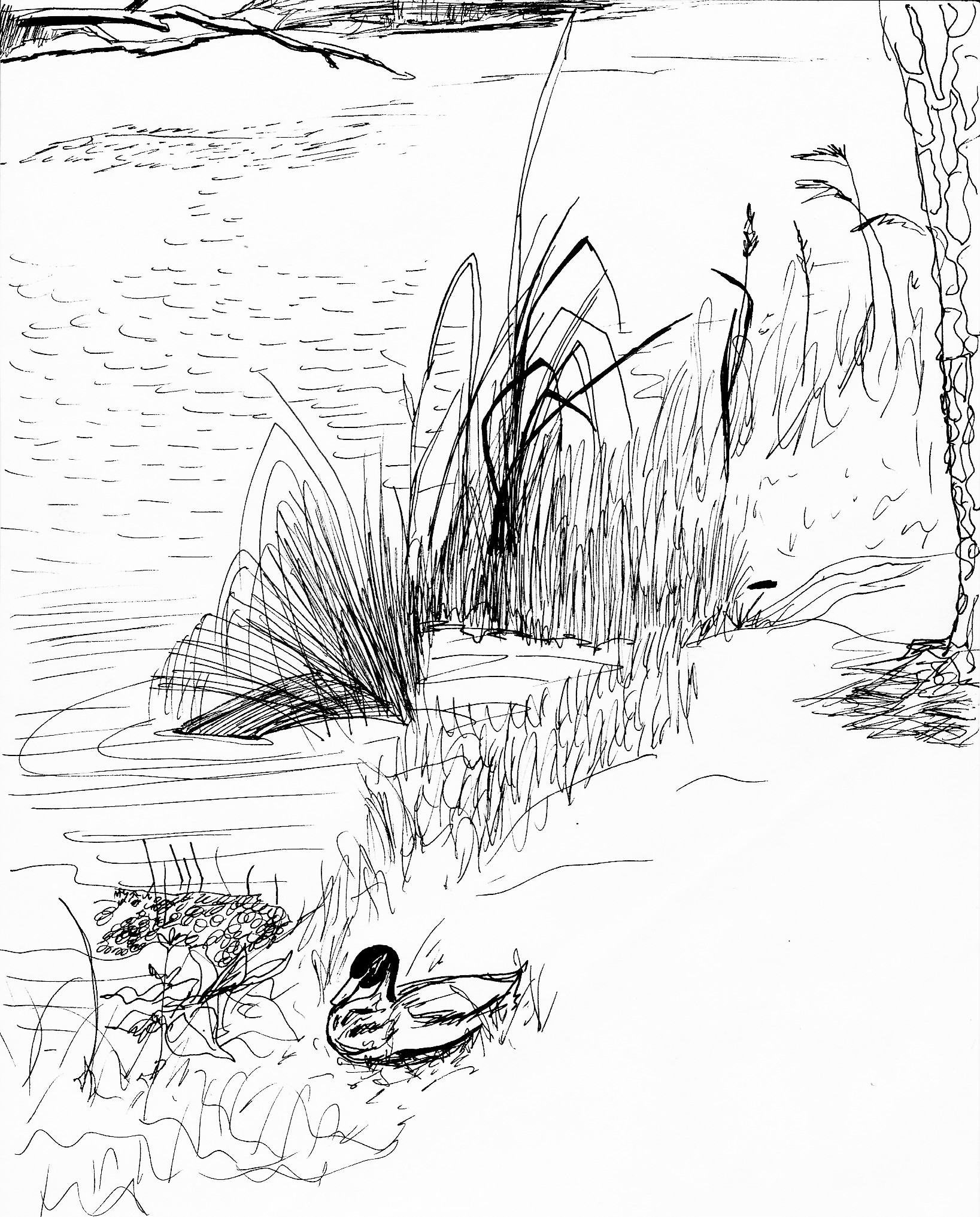 1637x2033 Sketch The Pond - Sketch G