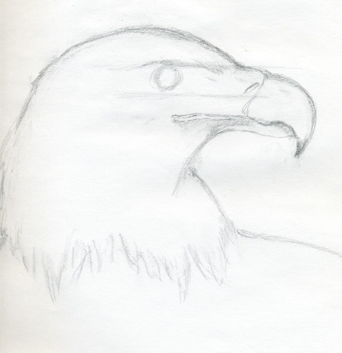 681x703 Draw A Bald Eagle - Sketch Good