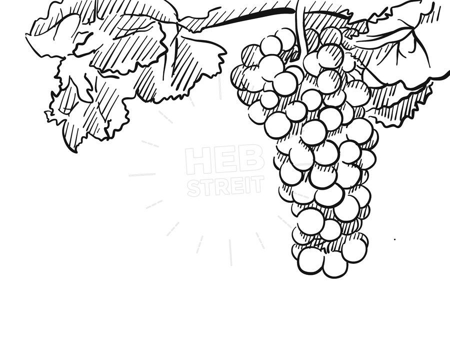 900x675 Grapes Vector Hand Drawn Sketch Hebstreits - Sketch Grapes