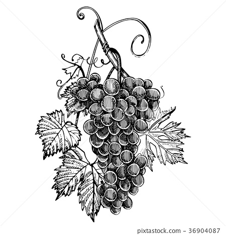 450x468 Grapes Monochrome Sketch. Hand Drawn Grape Bunches - Sketch Grapes
