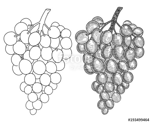 500x407 Hand Drawn Grape. Set Of Grapes Branches Sketch And Contour - Sketch Grapes