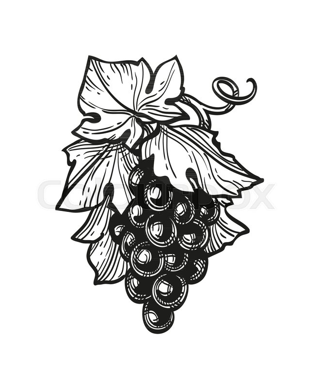 658x800 Hand Drawn Vector Illustration Of Grapes. Ink Sketch Isolated On - Sketch Grapes