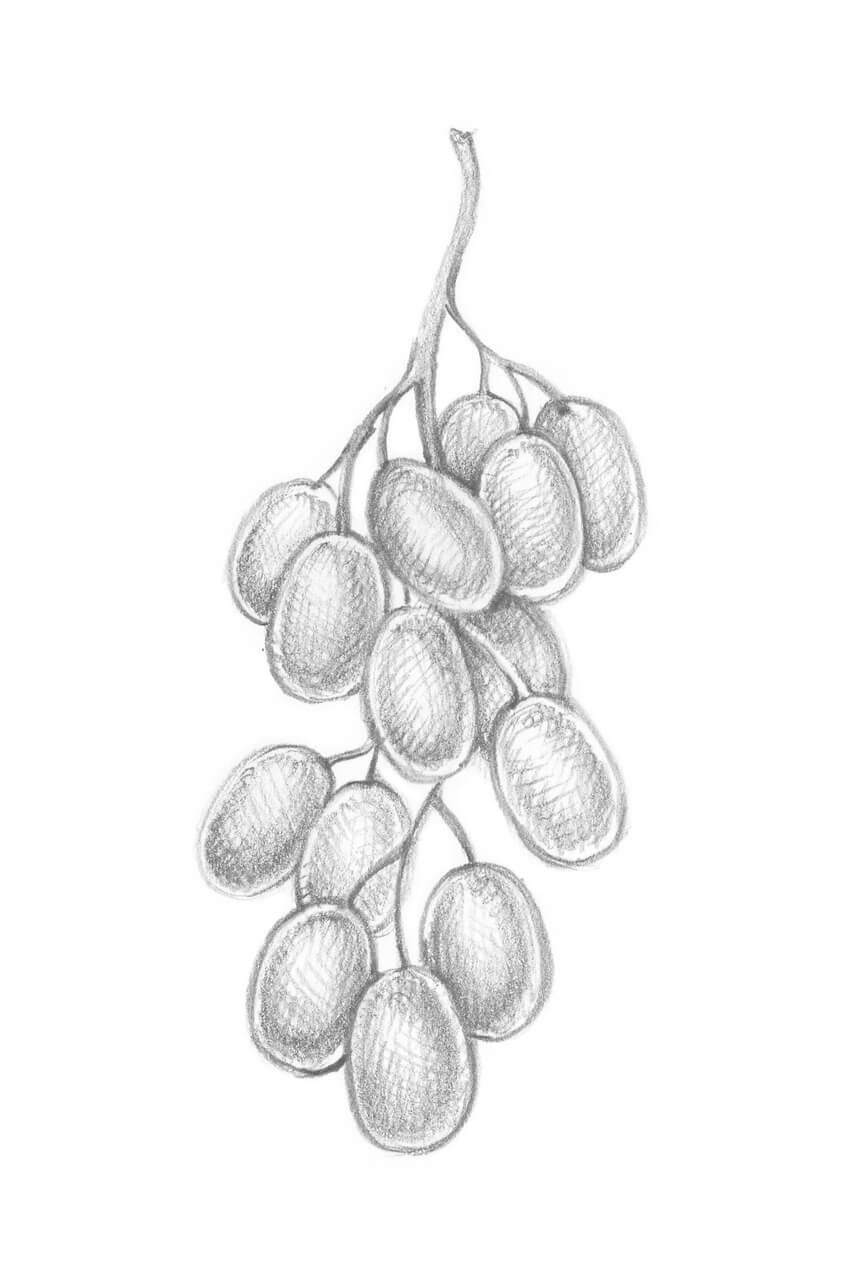 Bunch Of Grapes Graphic Drawing With A Slate Pencil Illustration Isolated  On A White Background Stock Illustration  Download Image Now  iStock