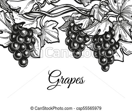 450x378 Ink Sketch Of Grapes. Banner Template. Hand Drawn Vector - Sketch Grapes