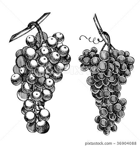 450x468 Set Of Grapes Monochrome Sketch. Hand Drawn Grape - Sketch Grapes