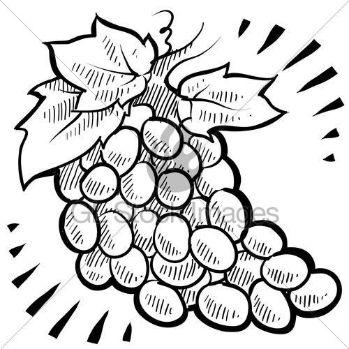 500x500 Bunch Of Grapes Sketch Gl Stock Images - Sketch Grapes