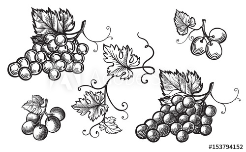 500x308 Set Of Grapes Monochrome Sketch. Hand Drawn Grape Bunches. - Sketch Grapes