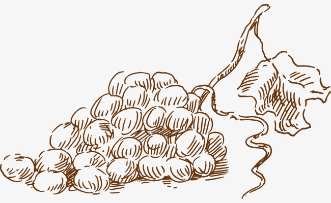 650x400 Sketch Grapes, Black, Jane Pen, Line Png Image And Clipart For - Sketch Grapes