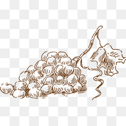 260x260 Sketch Grapes Png Images Vectors And Psd Files Free Download - Sketch Grapes