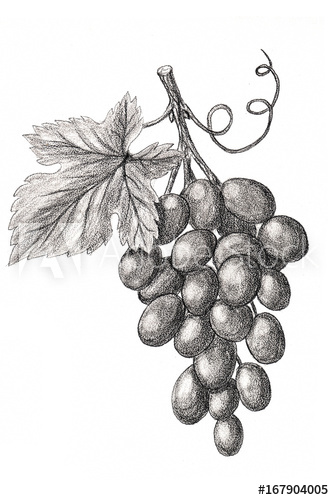 Sketch Grapes at PaintingValley.com | Explore collection of Sketch Grapes