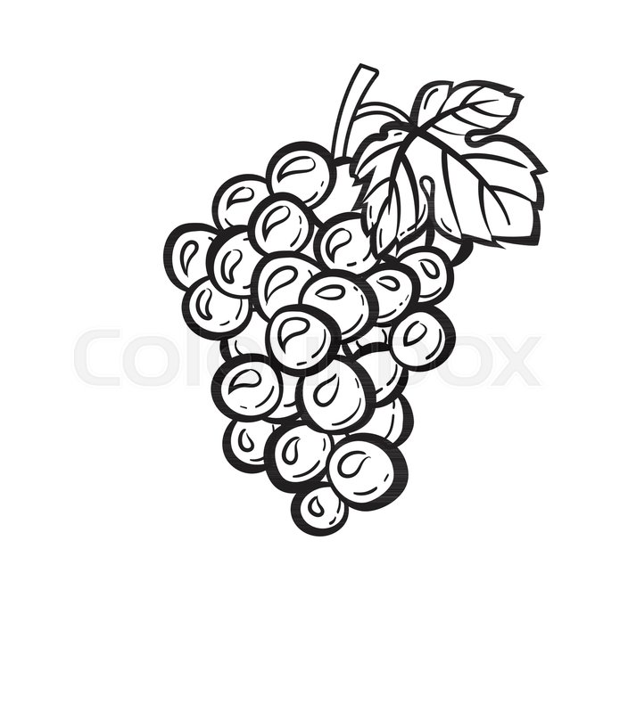 704x800 Cluster Of Grapes With Leaf Sketch Icon For Web, Mobile And - Sketch Grapes