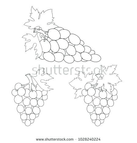 450x470 Coloring Picture Of Grapes Hand Drawn Grape Contour For Coloring - Sketch Grapes