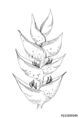 334x500 Calathea Tropical Plant. Vector Sketch Exotic Flower Isolated On - Sketch Greeting Cards