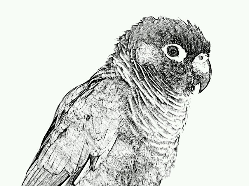 853x640 Lily Lee Sketch Guru And Paper Artist App On Samsung Camera - Sketch Guru App