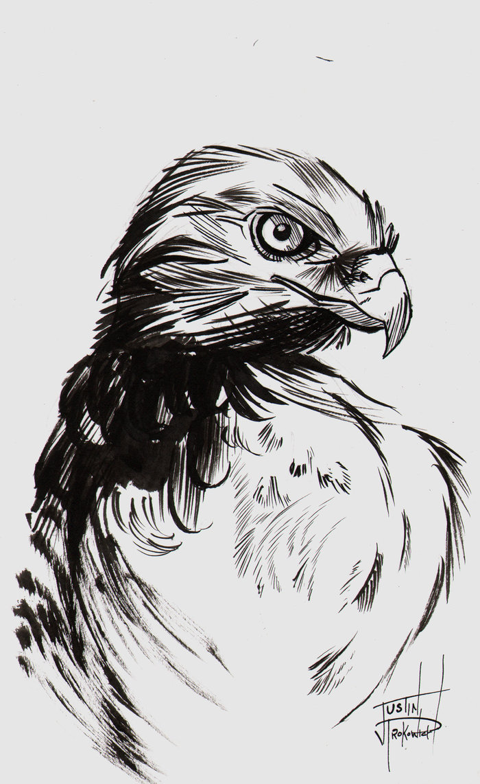 700x1142 Hawk Ink Sketch By Justinprokowich - Sketch Hawk