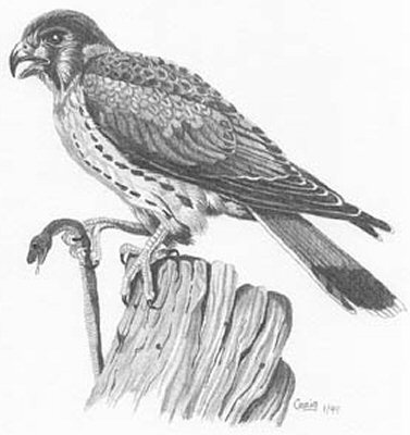 377x400 Hawk Pencil Sketch - Sketch Hawk