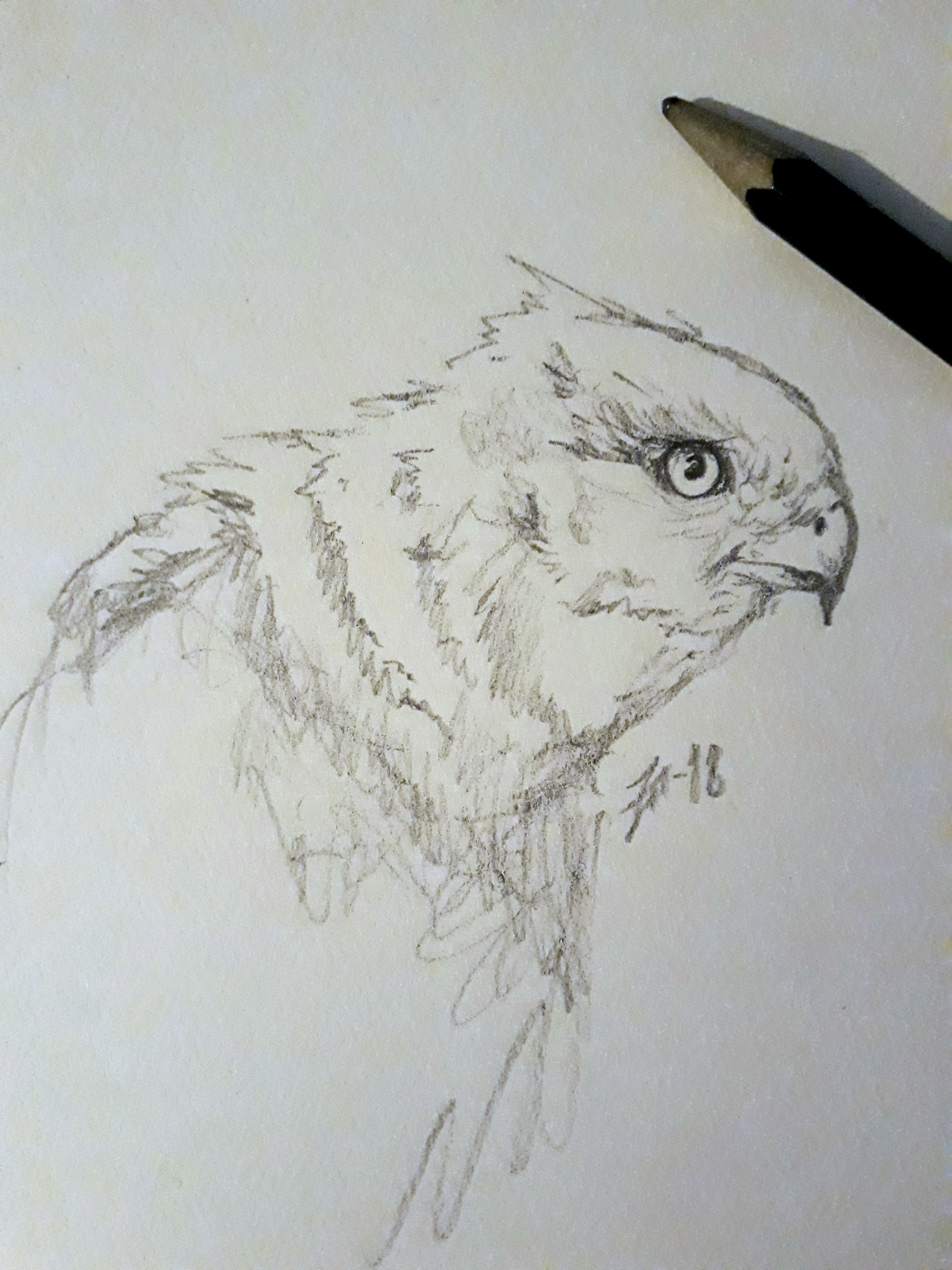 3072x4096 Hawk Sketch - Sketch Hawk